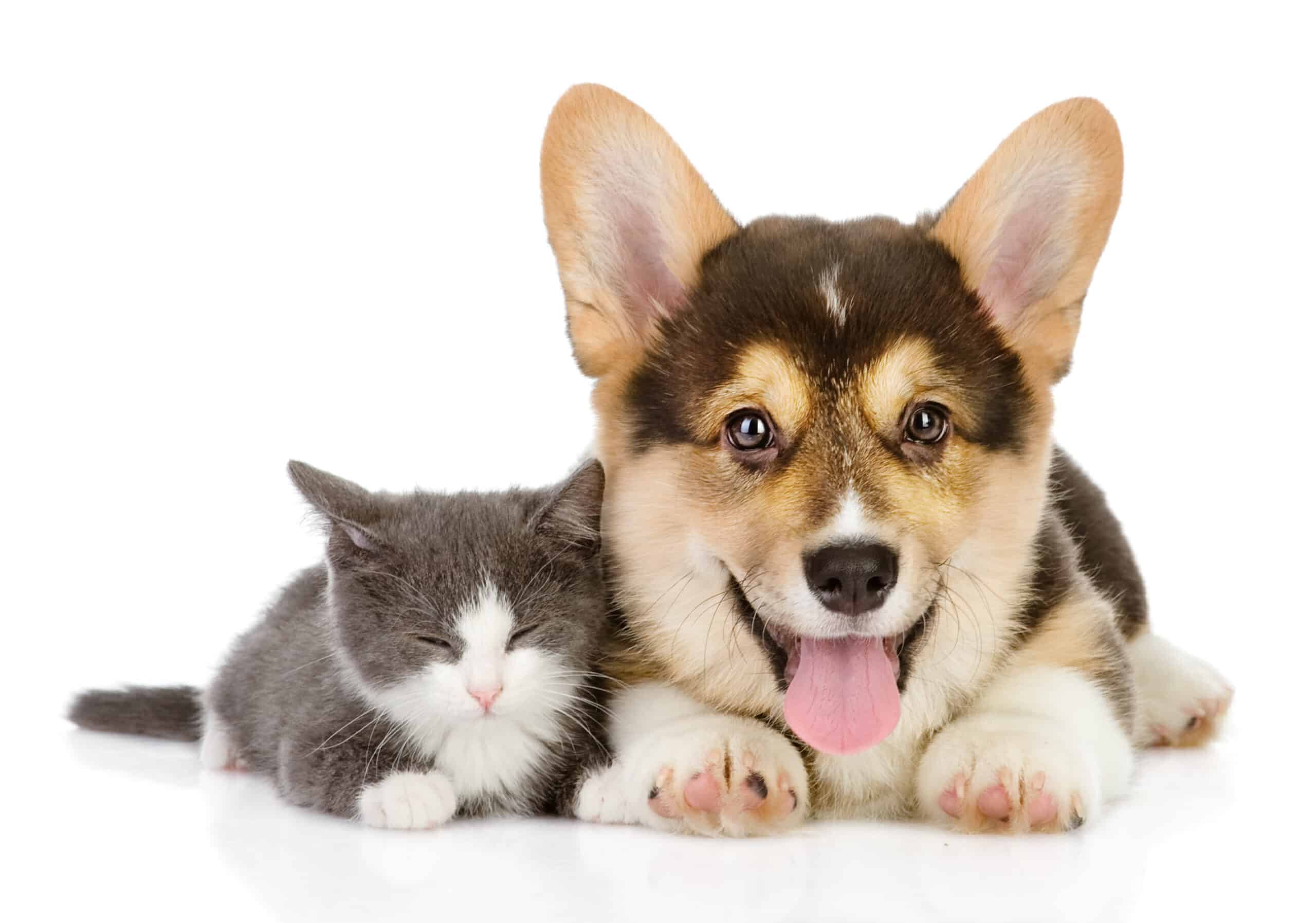 Best Dog Insurance Canada Best Dog Insurance Canada